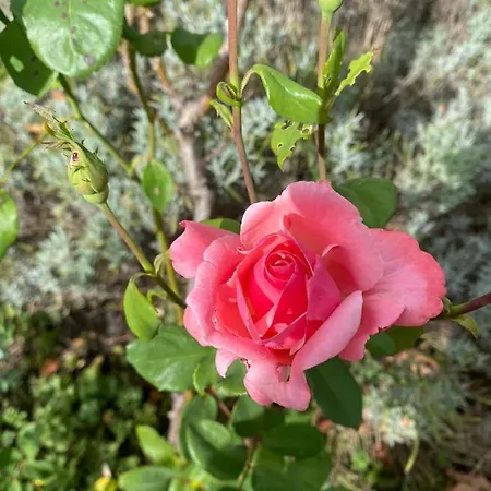 La Maison Des Roses Holiday home *