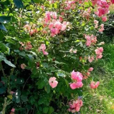 La Maison Des Roses