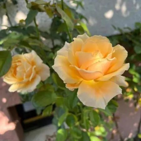 La Maison Des Roses Drachenbronn-Birlenbach