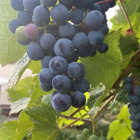 La Maison Des Roses * Drachenbronn-Birlenbach