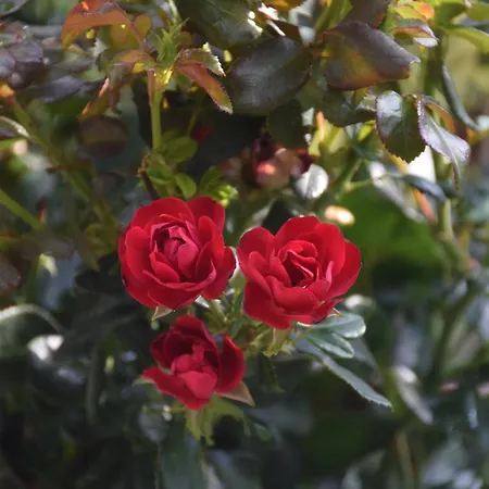 La Maison Des Roses