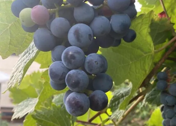 La Maison Des Roses * Drachenbronn-Birlenbach